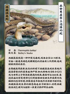 西藏温泉蛇-资料图