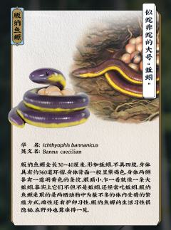 西藏温泉蛇-资料图